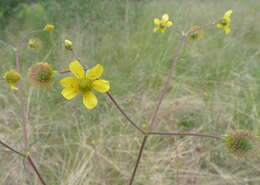 Imagem de Geum macrophyllum var. perincisum (Rydb.) Raup