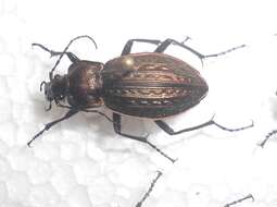 Image of immigrant sausage ground beetle