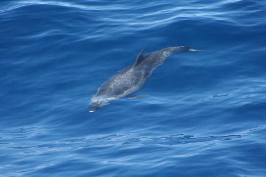 Image of Atlantic Spotted Dolphin