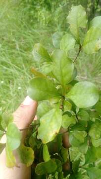 Image de Coprosma arborea Kirk