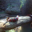 Image of Ruthvens Kingsnake