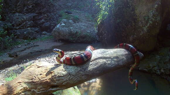 Lampropeltis ruthveni Blanchard 1920的圖片