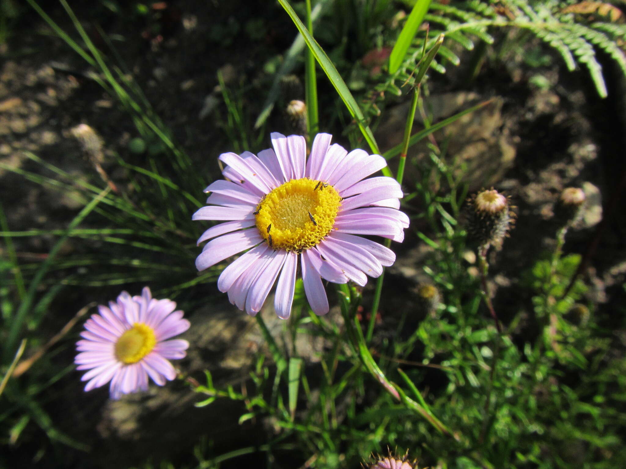 Image of Athrixia heterophylla subsp. heterophylla