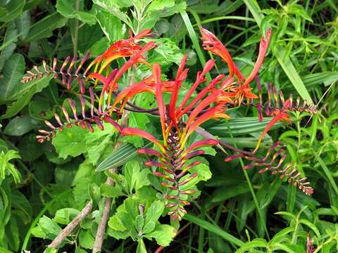 Image of zigzag crocosmia