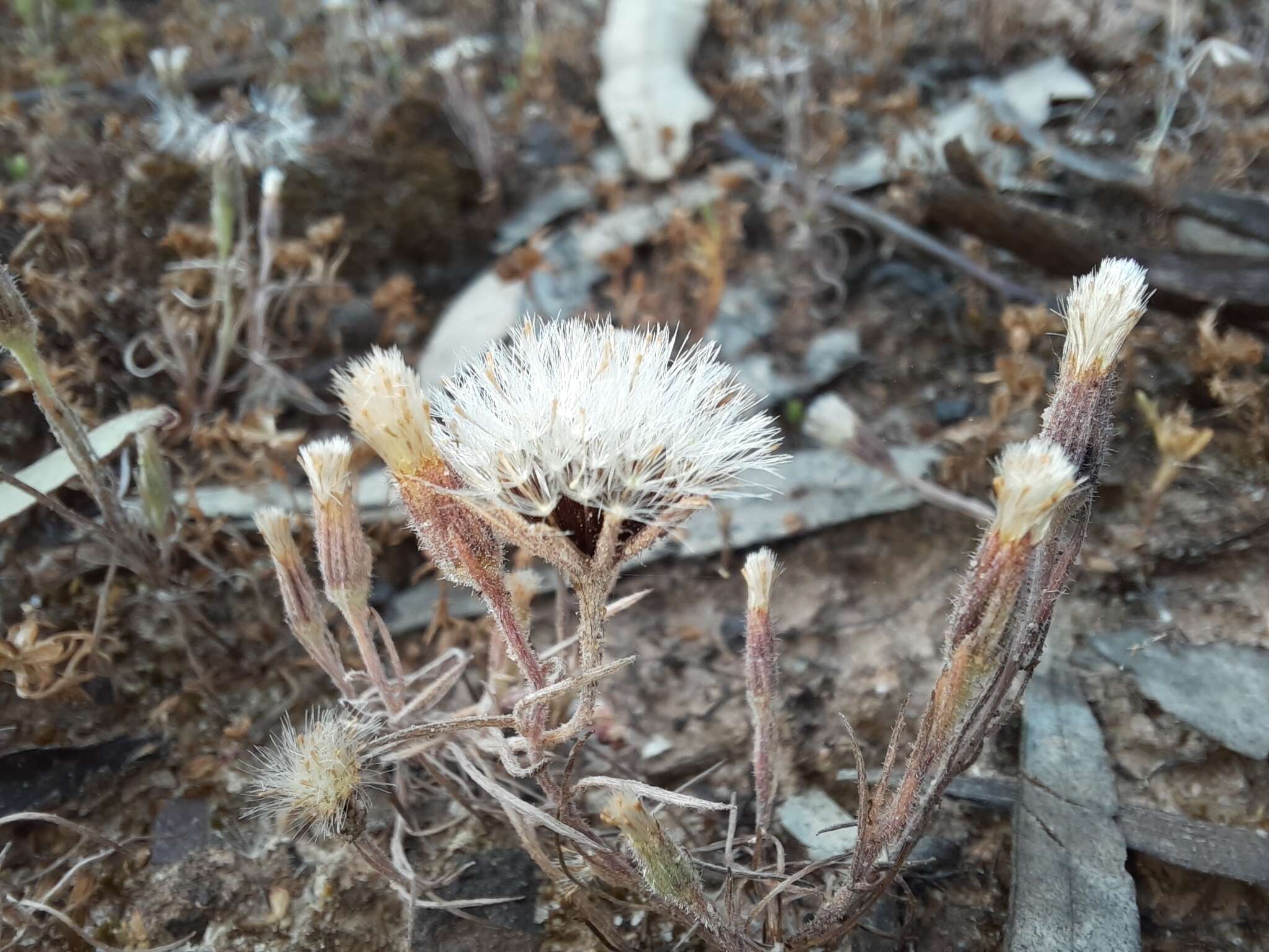 Слика од Millotia tenuifolia Cass.