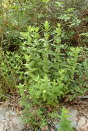 Image de Pycnanthemum californicum Torr. ex Durand