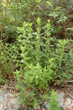 Image of Sierra mint