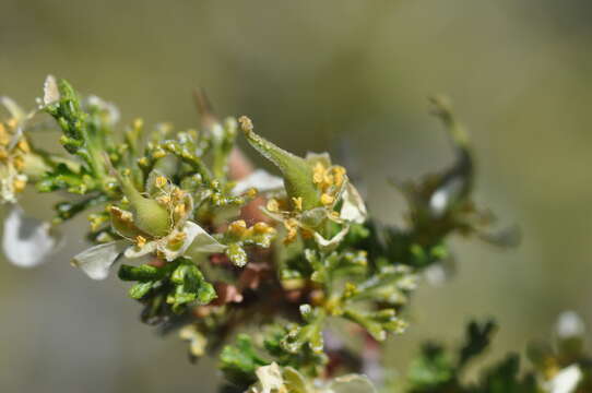 Plancia ëd Purshia glandulosa Curran