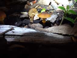 Image of Conocybe rugosa (Peck) Watling 1981