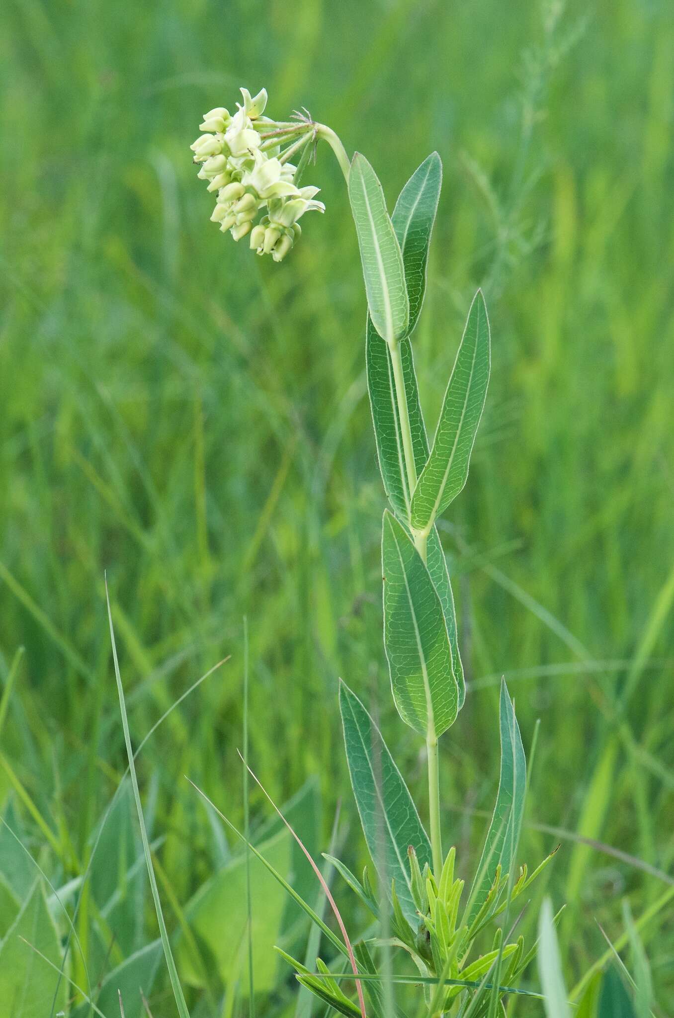 Image de Asclepias meadii Torr. ex A. Gray