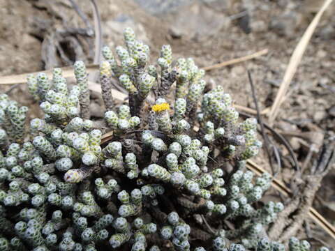 Image of Ozothamnus coralloides Hook. fil.