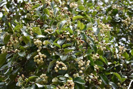 Image of Ehretia latifolia Loisel.