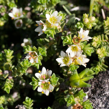 Image of Diosma guthriei Glover