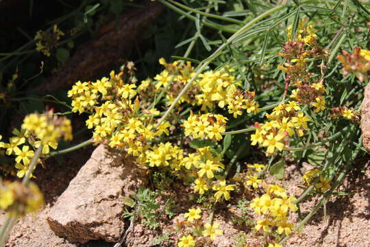 Image of Oxalis tortuosa Lindl.