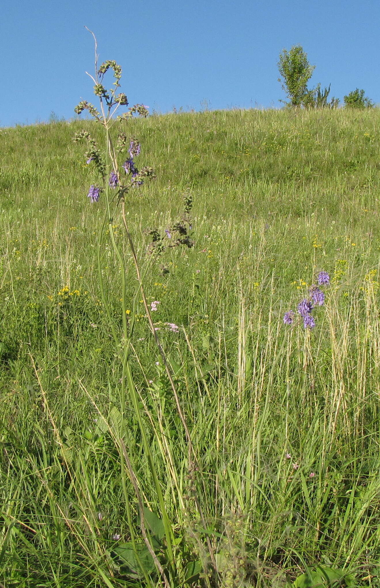 Sivun Salvia nutans L. kuva