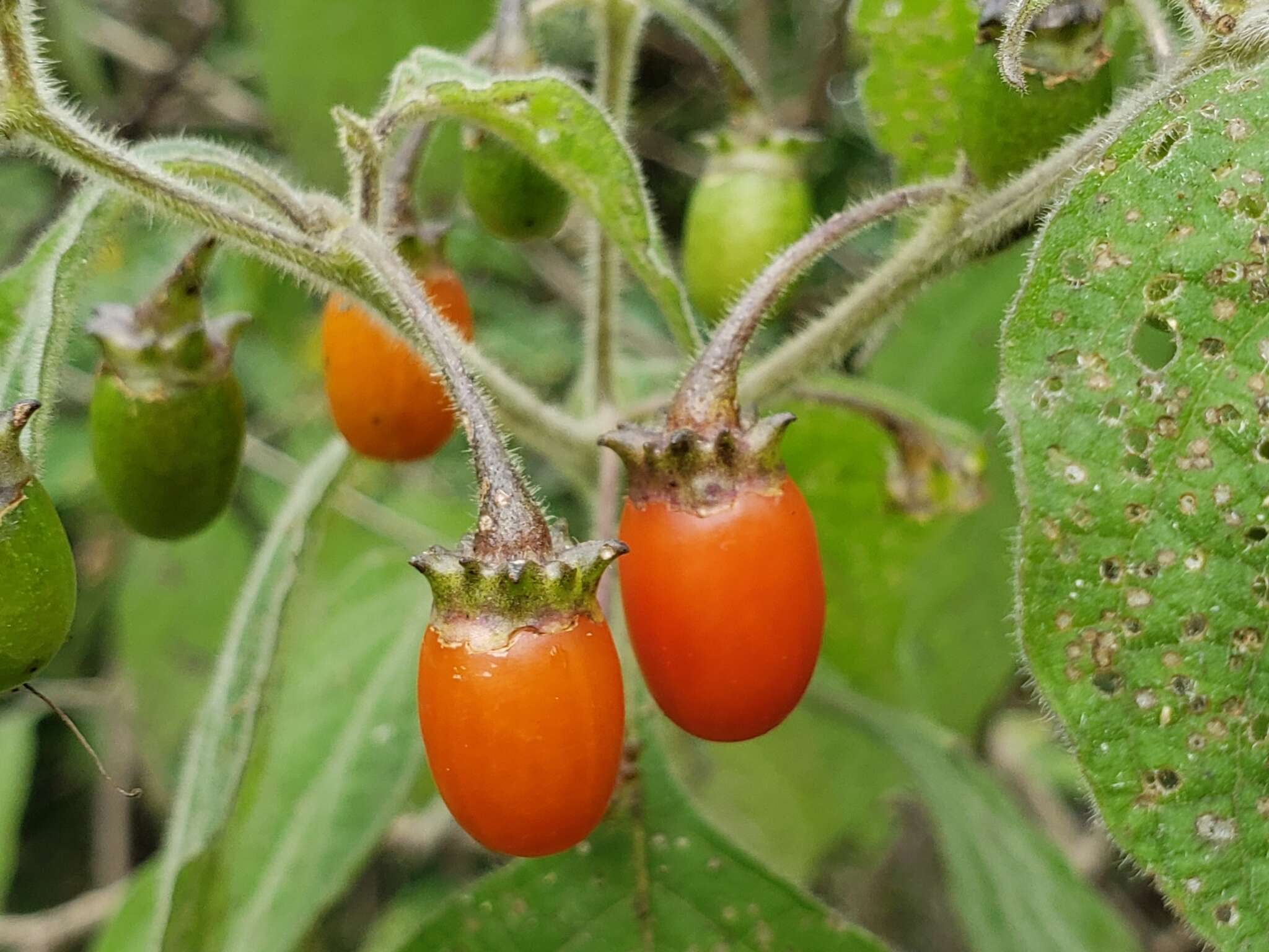 Image of Lycianthes pringlei (Robins. & Greenm.) Bitter