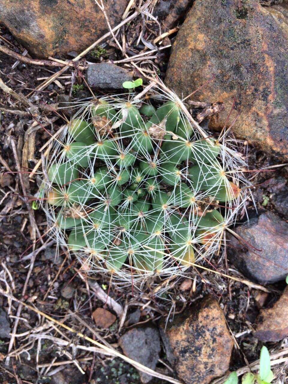 Imagem de Mammillaria zephyranthoides Scheidw.