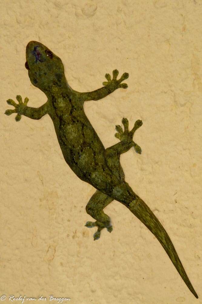 Image of Wahlberg's Velvet Gecko