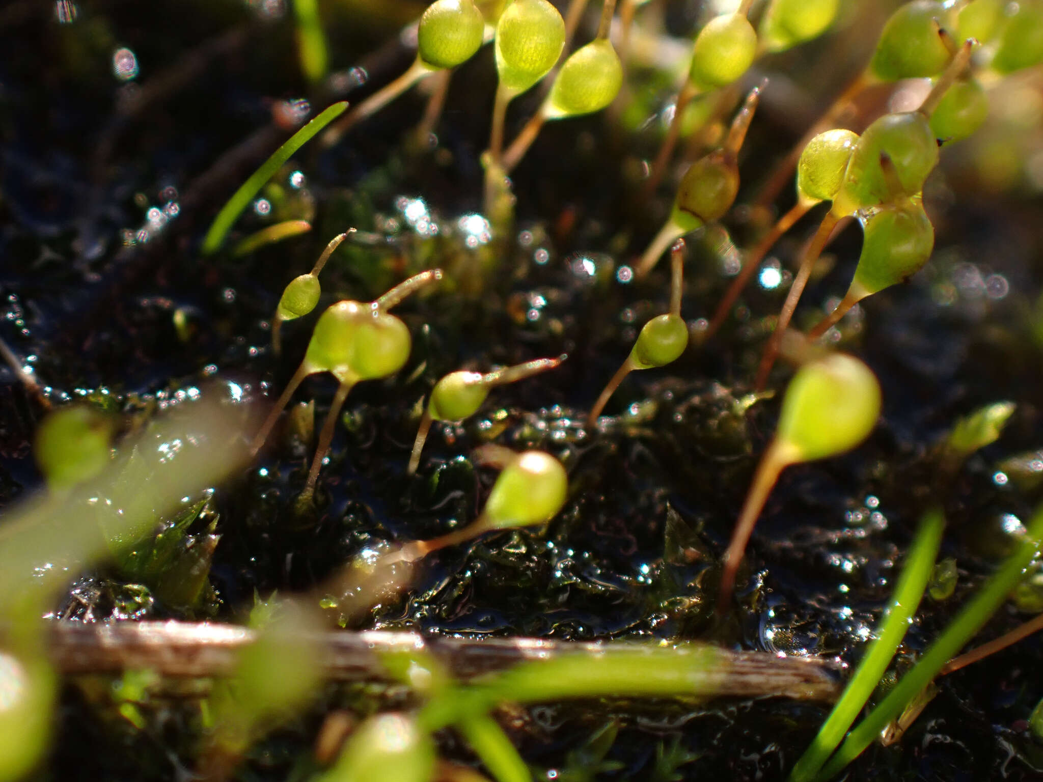 Image of entosthodon moss