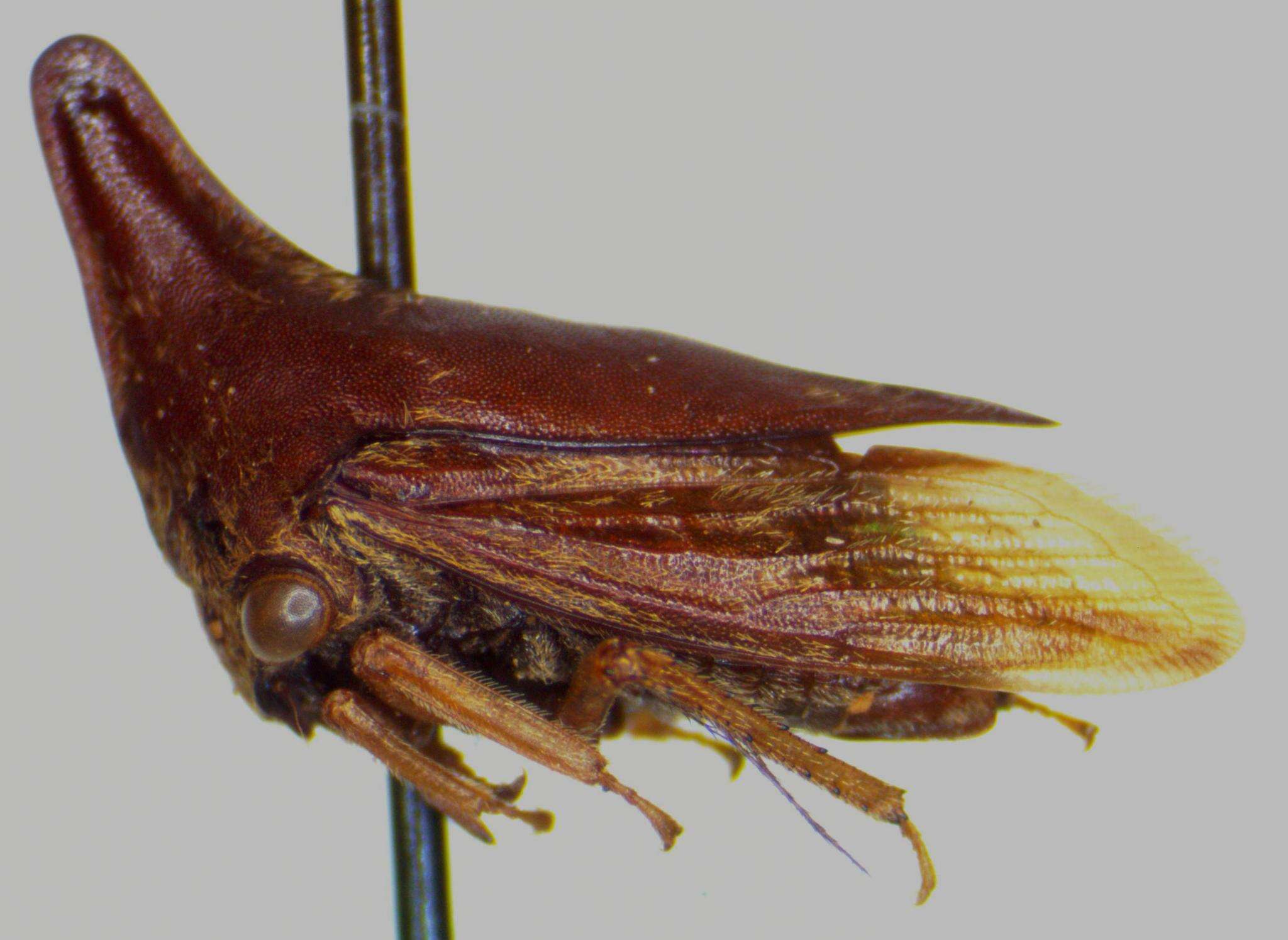 Image of Aconophora mexicana Stål