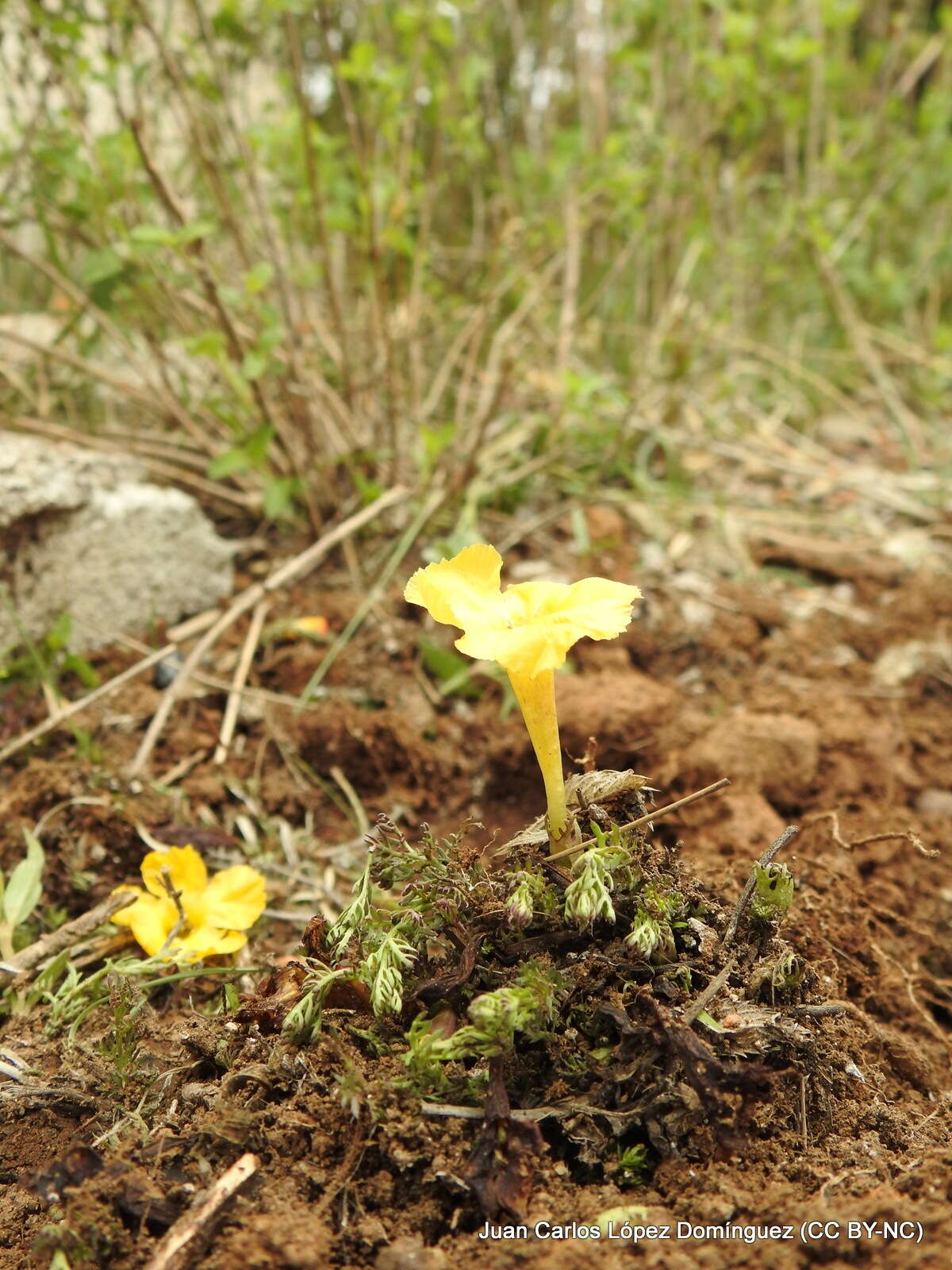 Image of Silviella prostrata (Kunth) Pennell