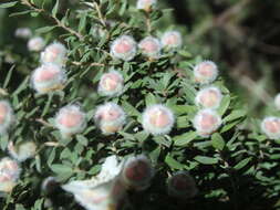 Sivun Leptospermum lanigerum (Ait.) Sm. kuva