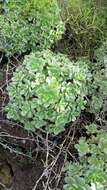 Image of Haworth's aeonium