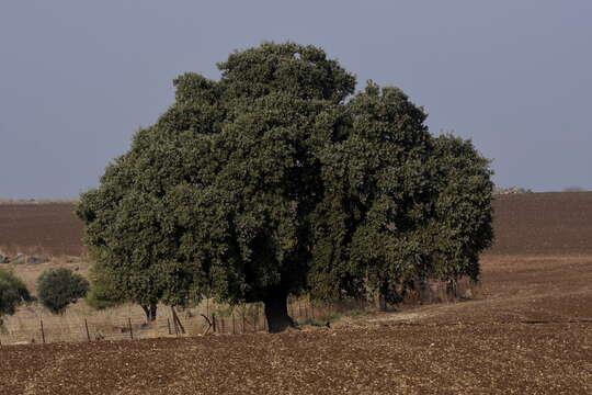 Imagem de Quercus ithaburensis subsp. ithaburensis