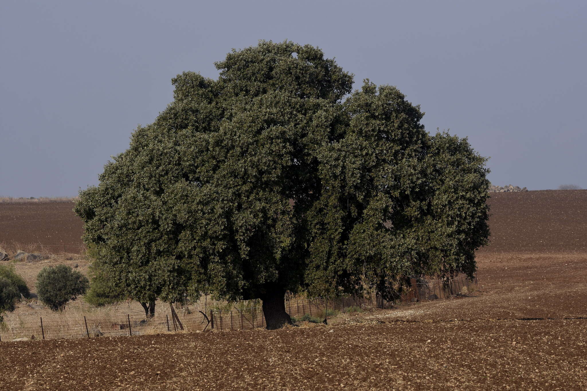 Image of Quercus ithaburensis subsp. ithaburensis