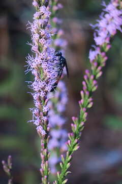 Image of Liatris laevigata Nutt.