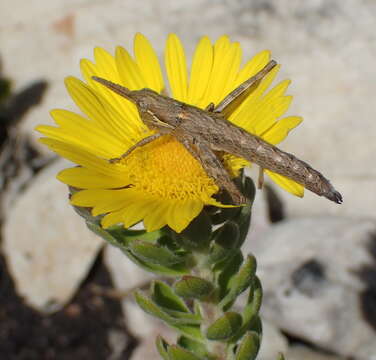 Image of Oedera calycina subsp. calycina