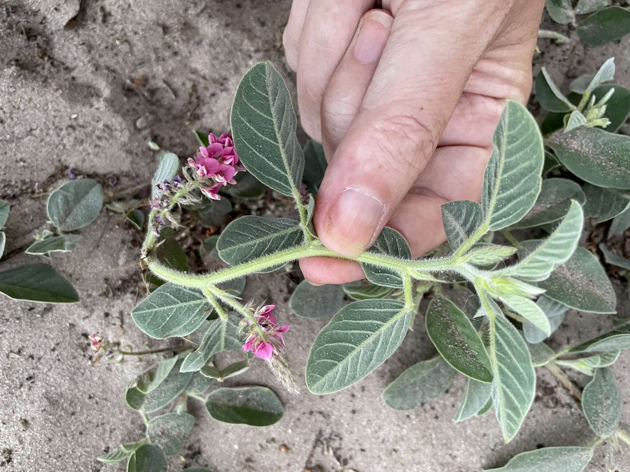 Image of Indigofera flavicans Baker