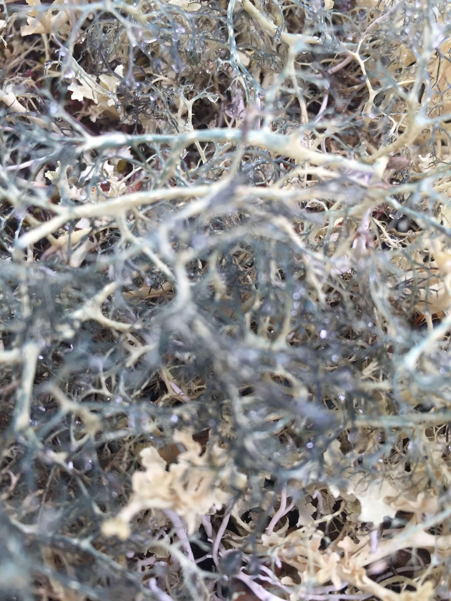 Image of witch's hair lichen