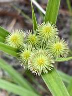 Imagem de Cyperus plukenetii Fernald