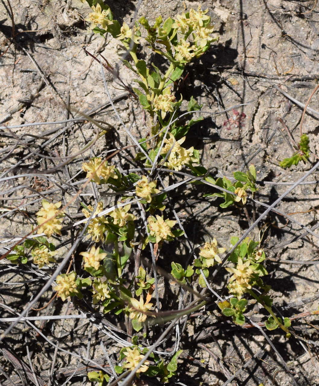 Image de Dodonaea procumbens F. Müll.