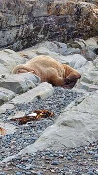 Image of Atlantic Walrus