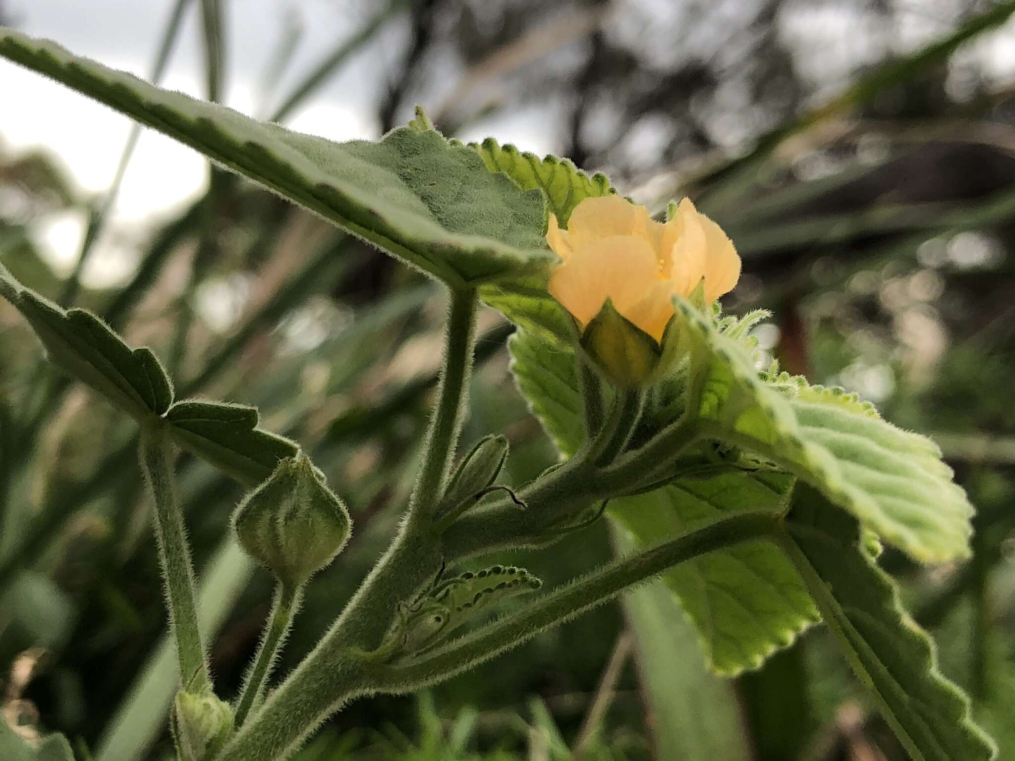 Image of country mallow