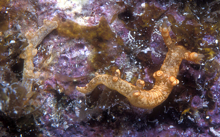 Image of Bornella johnsonorum Pola, Rudman & Gosliner 2009