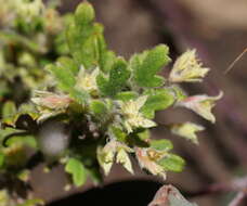 Image of Xanthosia pilosa Rudge