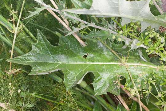 Image of rough thistle