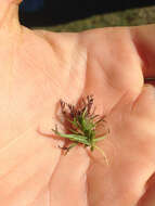 Image of dwarf owl's clover