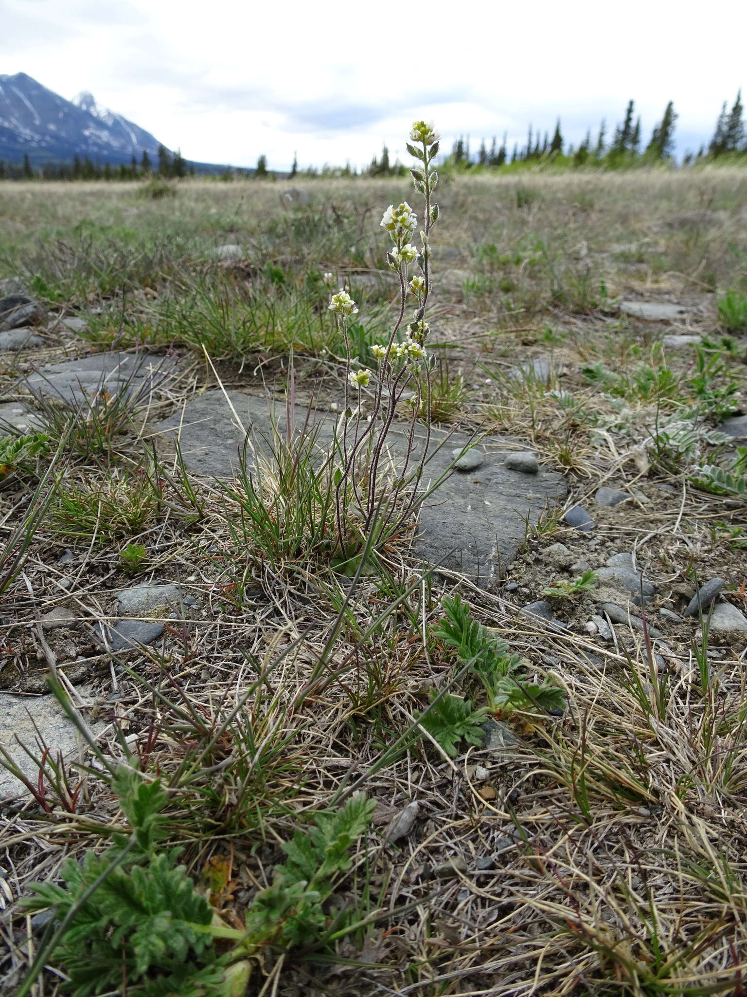 Image de Draba yukonensis A. E. Porsild