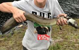 Image of African longfin eel