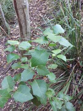 Image of Native holly