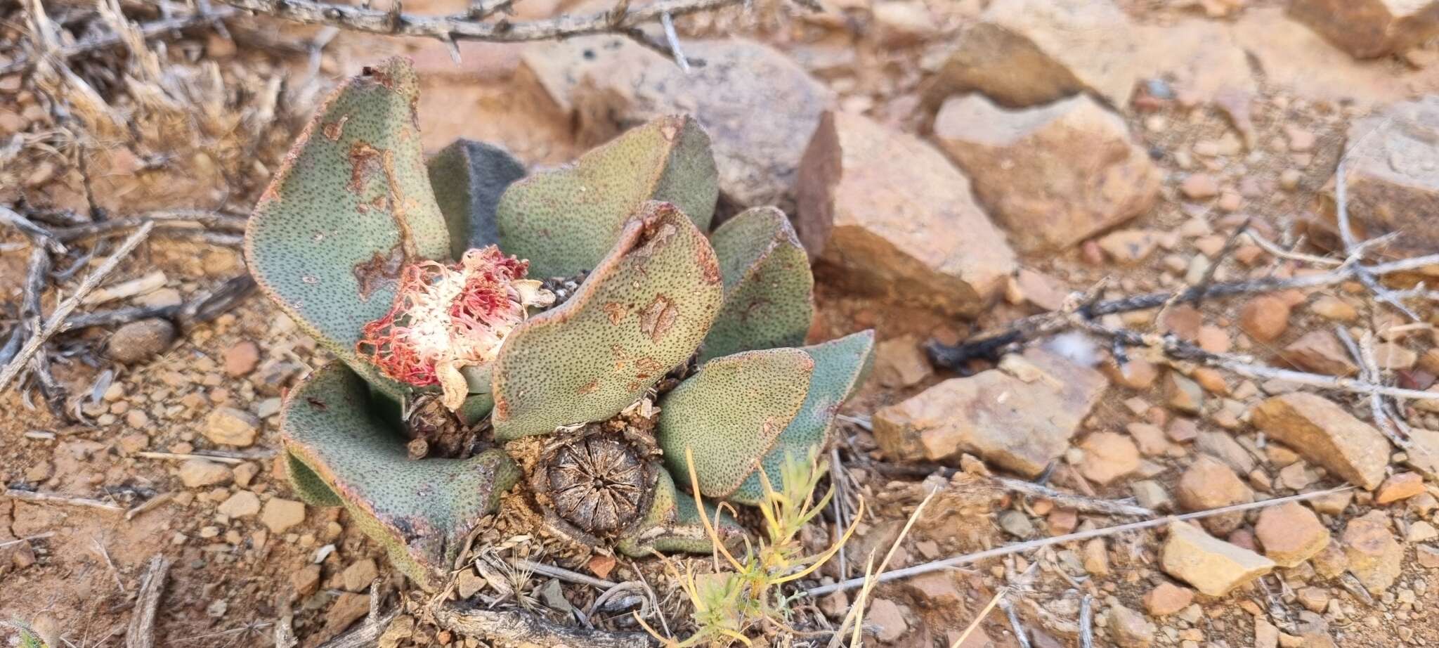 Image of living stone succulent