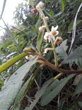 Image of Saurauia brachybotrys Turcz.