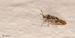 Image of spear thistle lacebug