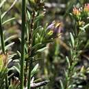 Image of Hibbertia ericifolia subsp. acutifolia Toelken