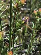 Plancia ëd Hibbertia ericifolia subsp. acutifolia Toelken