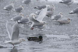 Image of Iceland gull